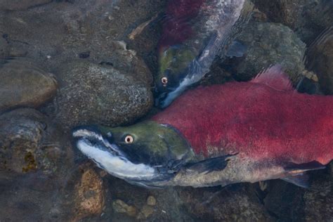 The Crisis For Sockeye Salmon In Canada The Narwhal