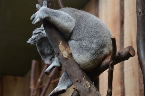 107 Koala Paws Stock Photos Free And Royalty Free Stock Photos From