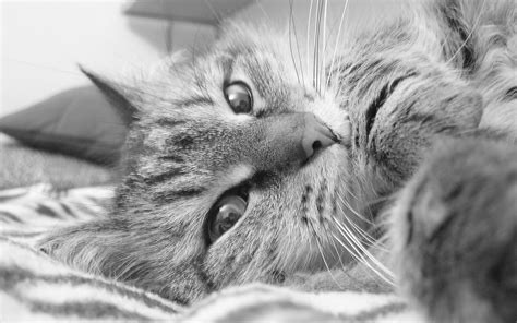 1920x1200 Resolution Grayscale Photo Of Tabby Cat Hd Wallpaper