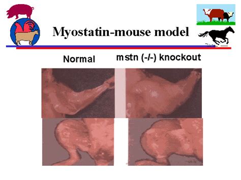 Myostatin Mouse Model