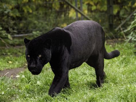 Villages On Alert As Black Panther Reported To Be On The Loose