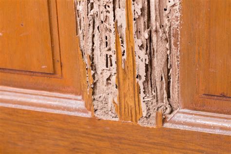Signs Of Termites 9 Clues That You Have Termites In Your Home