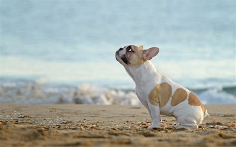 French Bulldog At The Beach Stock Photo Download Image Now Istock