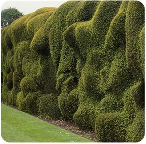A DAY IN THE LIFE: Hedges
