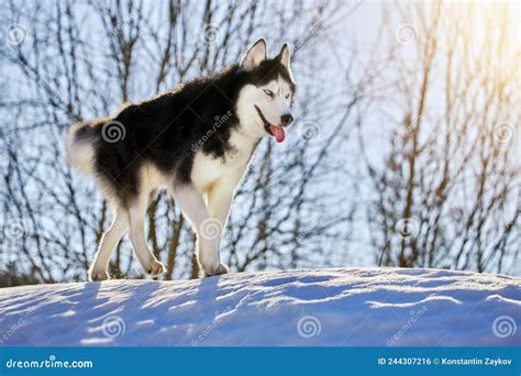 Running Dog Siberian Husky Dog Portrait In Sunny Winter Forest Stock