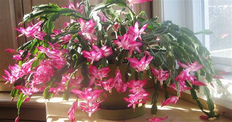 Propagate a christmas cactus in dirt. WHAT HAS THE CHRISTMAS CACTUS GOT TO DO WITH CHRISTMAS ...