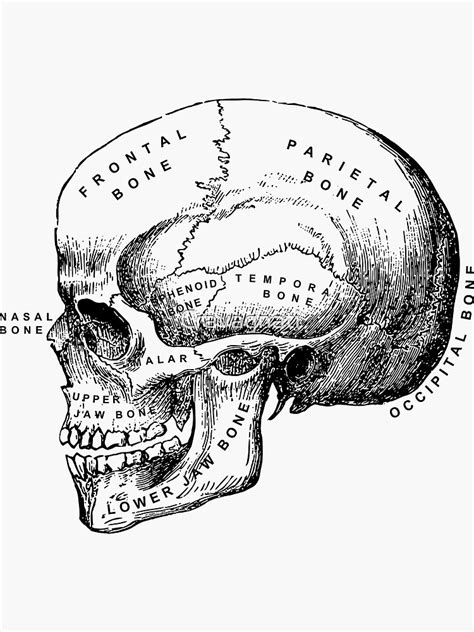 Vintage Anatomical Medical Skull Illustration Sticker For Sale By