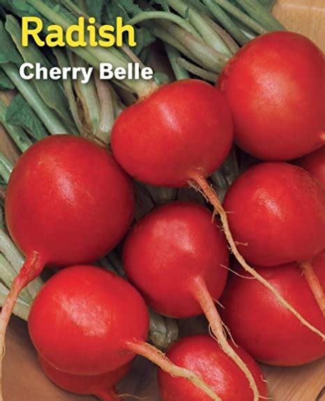 Burpee Radish Cherry Belle Seed Garden And Outdoor