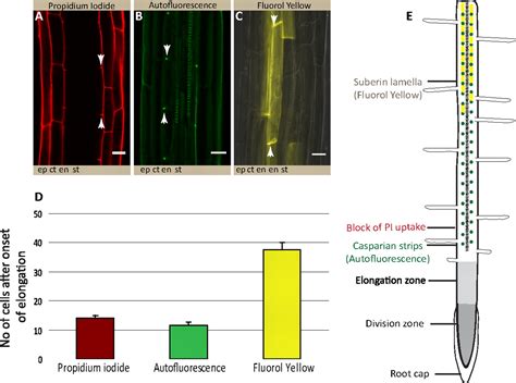 Casparian Strip Diffusion Barrier In Arabidopsis Is Made Of A Lignin