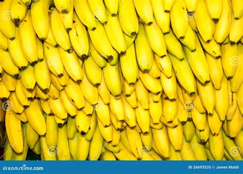 Bunches Of Bananas Stock Image Image Of Crop Fruit 26693535