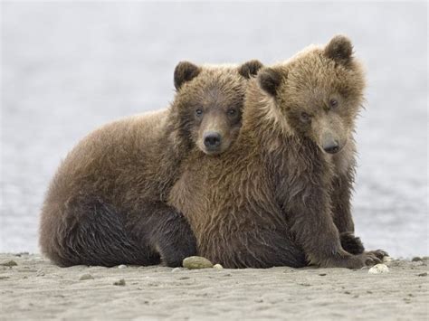 Super Bear Blog Cuddling Bear Cubs