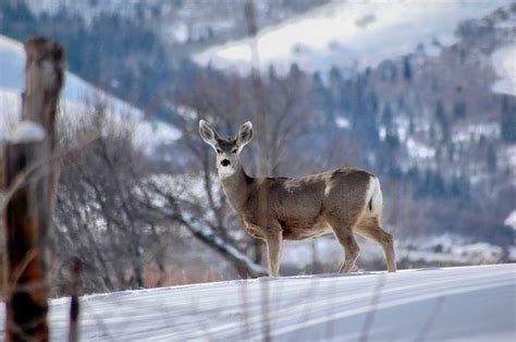 30 Photographs Of Wildlife In Utah That Will Drop Your Jaw