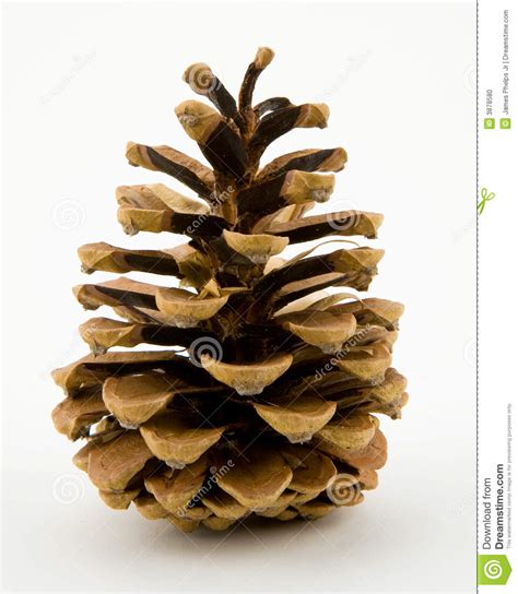Conifer trees have only one main leader or trunk that extends all the way. Conifer Pine Cone stock photo. Image of nature, detail ...