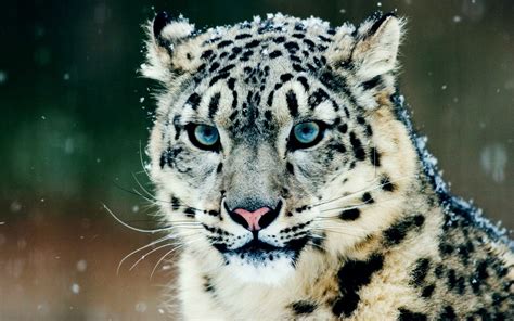 Snow Leopard Snow Leopards Leopard Animal Snow Animals Hd
