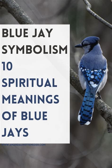 Blue Jay Symbolism — Amanda Linette Meder
