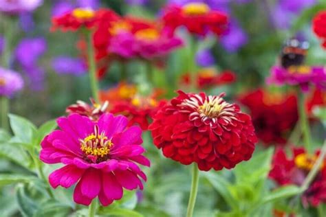 Ultimate Guide To Zinnia Flower Meaning And Symbolism Petal Republic