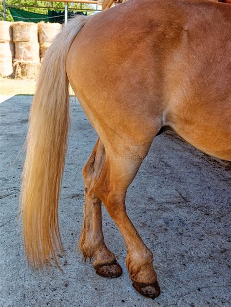Tail Brown Horse Close Up In The Farm Stock Image Image Of Hair