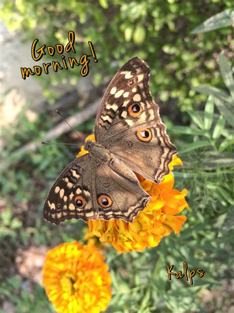 Pin by Kalpana Parmar on Morning Messages | Insects, Morning messages ...