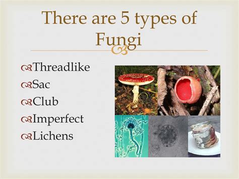 Ppt Fungi Powerpoint Presentation Free Download Id2001144