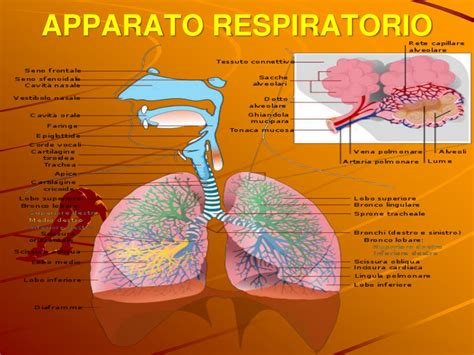 Ppt Tema 4 Anatomia Y Fisiologia Del Aparato Respiratorio Powerpoint Images