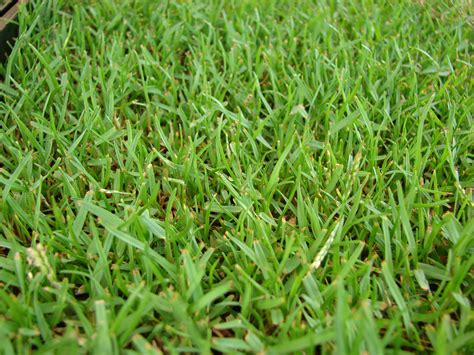 The Best Grass Types For Acworth Ga Lawns