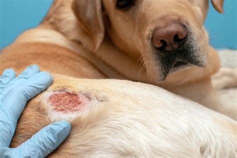 6 Of The Most Common Dog Skin Conditions Maehoncom