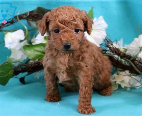 My home puppies' havapoos & havachons. Havapoo Puppies For Sale | Puppy Adoption | Keystone Puppies