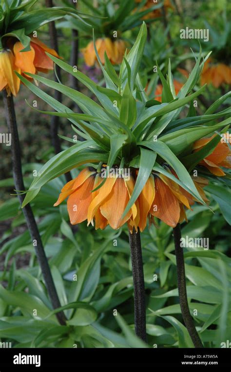 Fritillaria Imperialis Crown Imperial Lily Stock Photo Alamy