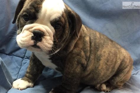 The healthiest puppies are available now on euro puppy, from the most experienced european sold with guarantee. Bullie: English Bulldog puppy for sale near Tulsa, Oklahoma. | 717cde65-f171
