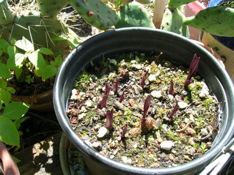 «epipactis gigantea serpentine night, native california orchid in progress. Epipactis gigantea 'Serpentine Night' - CactiGuide.com