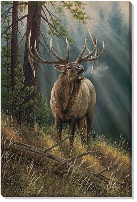 This Stunning Canvas Print Features A Lone Bull Elk Bugling In The Cool