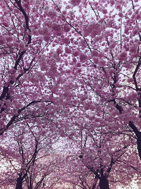 10000 Best Cherry Blossoms Photos · 100 Free Download · Pexels Stock
