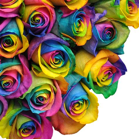 Fresh Cut Tinted Rainbow Roses 20 Pack Of 100 By Inbloom Group
