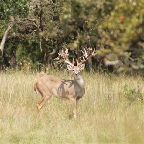 Trophy Whitetail Deer Exotic Hunts In Texas Lazy Ck Ranch