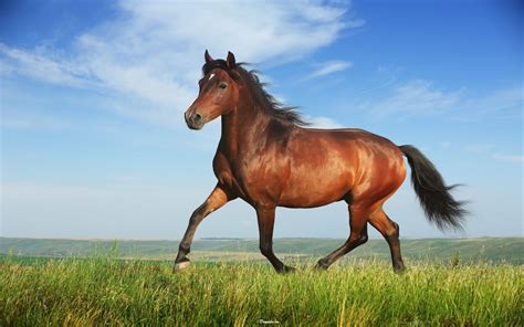 Top 18 Hình ảnh Con Ngựa đẹp Nhất Mới Nhất Năm 2022