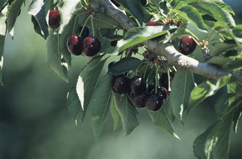 List of Self Pollinating Cherry Trees | eHow