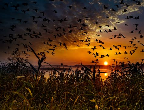 Flock Of Birds Flying At Dawn Time Hd Birds 4k Wallpapers Images