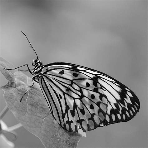 Butterfly In Black And White Andreas Klodt Flickr