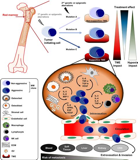 Frontiers Molecular Impact Of The Tumor Microenvironment On Multiple