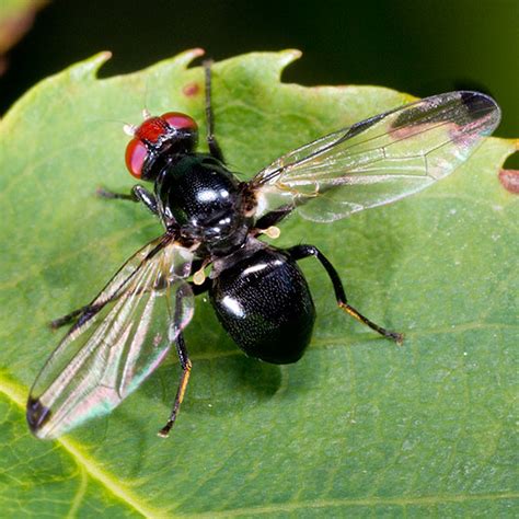 Black Fly With Red Eyes Bugguidenet