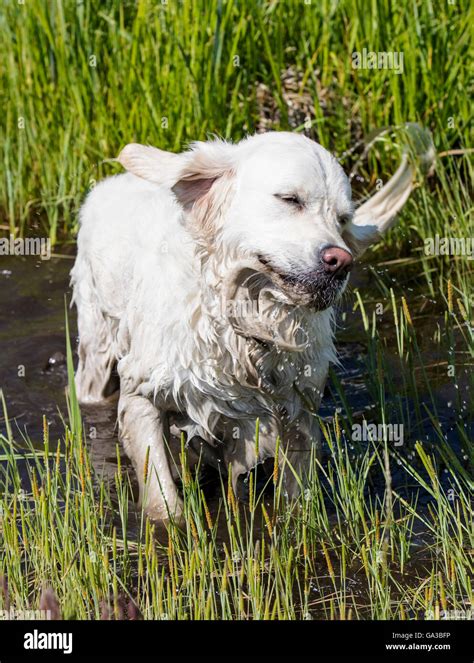 Platinum Colored Golden Retriever Dog Shaking Off Water In A Pond Stock