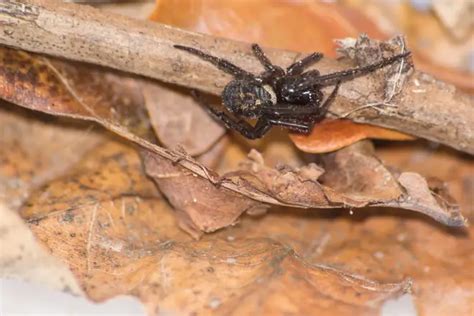 Warnings Over ‘severe False Widow Spider Bites As Numbers Increase In