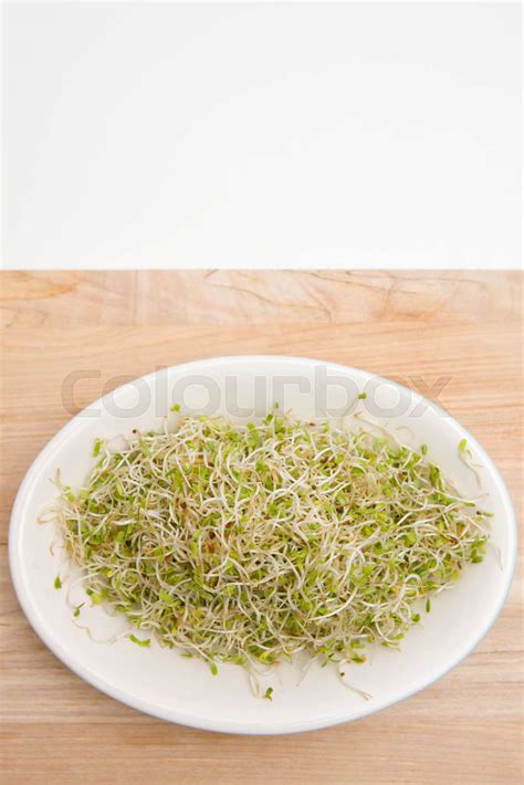 Alfalfa Sprouts Stock Image Colourbox