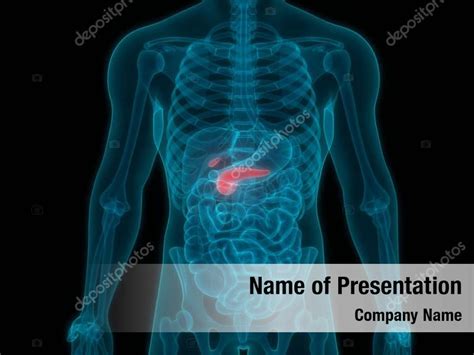 Digestive Human Internal Organ Pancreas Powerpoint Template Digestive