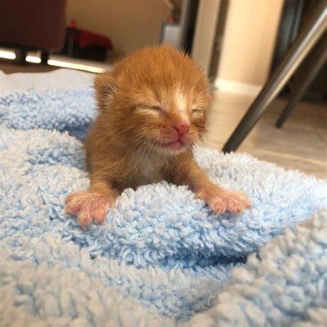 Kitten Brother And Sister Keep Each Other Alive Until They Are Saved