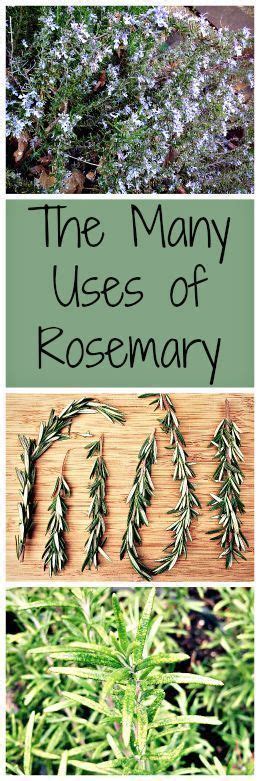 The Many Uses Of Rosemary With Images Planting Herbs Herbs Herbalism