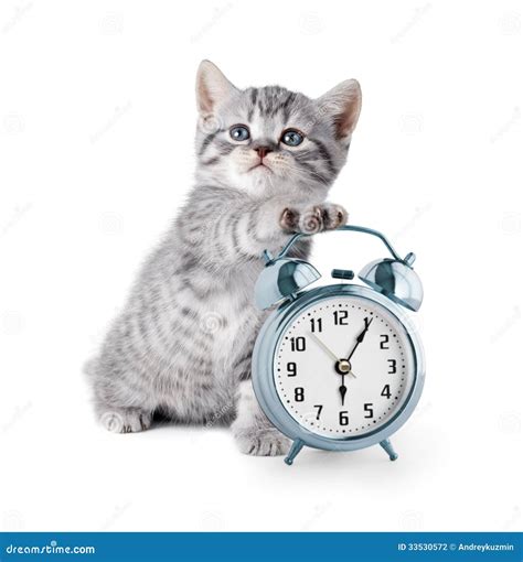 Adorable Kitten With Alarm Clock Stock Photo Image Of Pedigreed