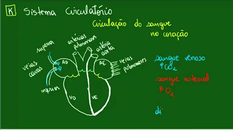 Sistema Circulatório Circulação No Coração Fisiologia Biologia