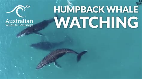 Video Whale Watching In Western Australia Is Back Australian