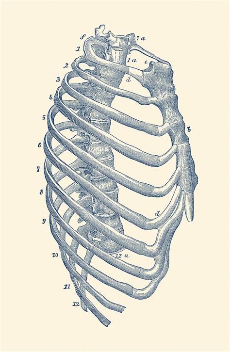 Rib Cage Anatomy Drawing Human Rib Cage With Heart Dictionary Art Print Human Rib